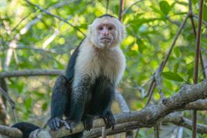 Monkey sanctuary makes redundancies as it closes for a year